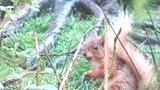 [Squirrel.Logo9.jpg]