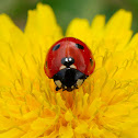 Mariquita de siete puntos (Seven-spot Ladybird)