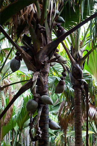 Сейшелы. Пальмовый лес.