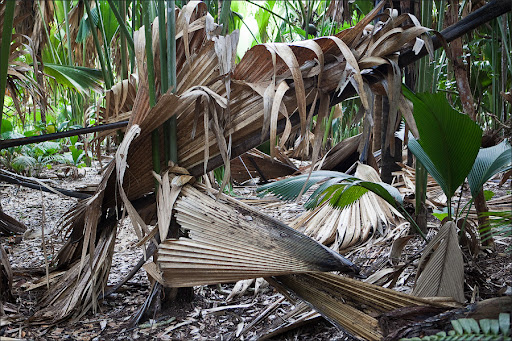 Сейшелы. Пальмовый лес.