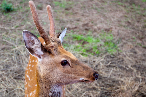Пятнистый олень подмосковья.