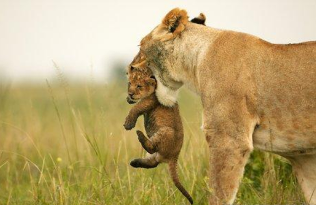 [leona y bebe[4].png]