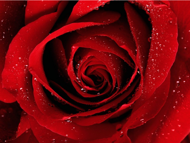 [rosa_roja-[4].png]