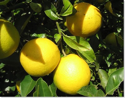 Limonesenrama