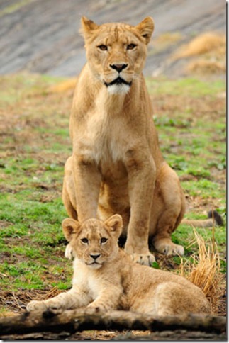 African-lion-cub-picture-1 African-lion-cub-picture-1