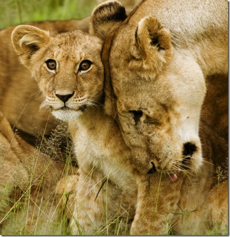 Lion_cub_with_mother_-_cropped