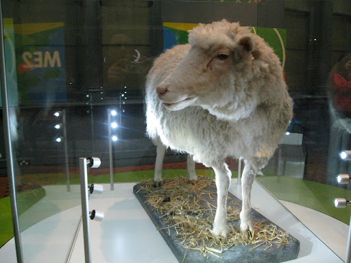 dolly the sheep