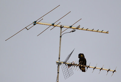 Yellow-tailed black cockatoo