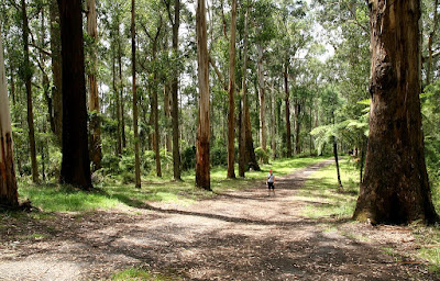 The forests in the Dandenong Ranges outside of Melbourne are pretty impressive
