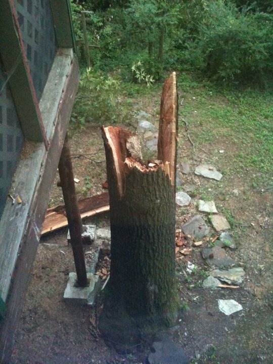[tree2[3].jpg]