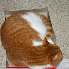 Jack in a box