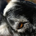 the eye of the goat
