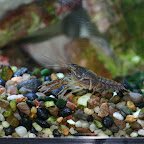 We added a crayfish to our aquarium. Jonah calls him, 