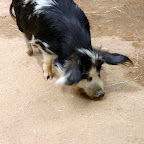 The Border Collie Pig?