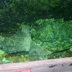 BIG Turtle.