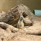 Mama Meerkat