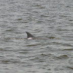 Jagged phin