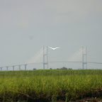Bird and Bridge
