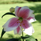 Oriental lily.