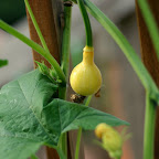 Baby Gourd
