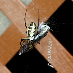 Cicada for Dinner