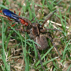 The Spider and the Fly