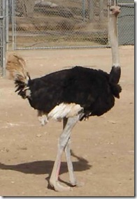 Ostrich2 Ostrich2