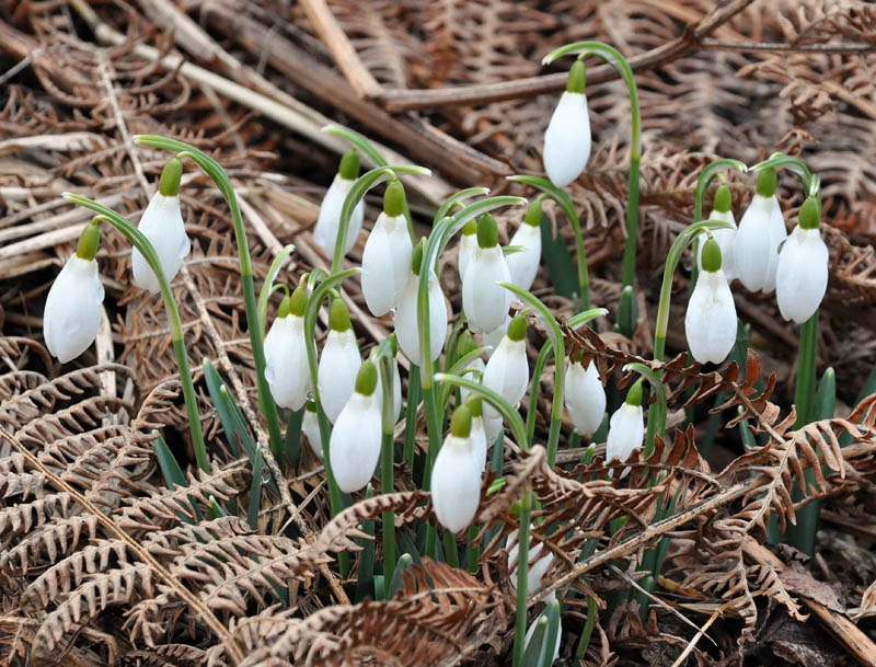 [Snowdrops[3].jpg]
