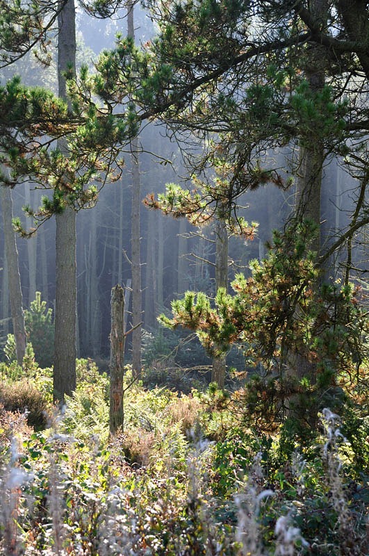 [In the forest[3].jpg]