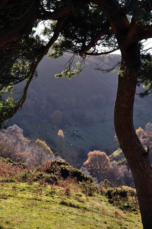 [Crowsnest Dingle[3].jpg]