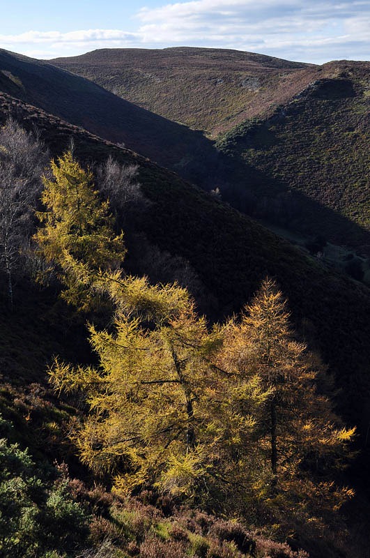 [Crowsnest larches[3].jpg]