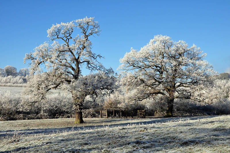 [Fiery Fields trees[3].jpg]