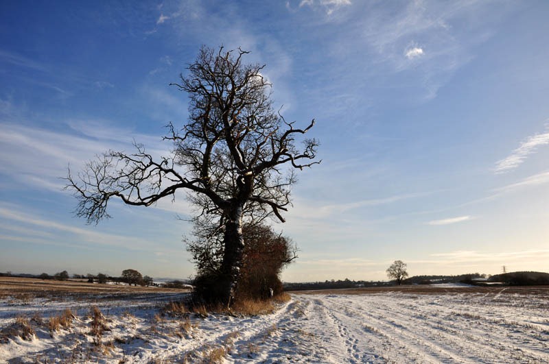 [Winter tree[4].jpg]