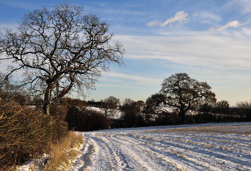 [Field corner[4].jpg]