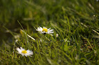 DSC_0136.jpg DSC_0136.jpg