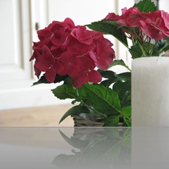 IMG_1720 IMG_1720