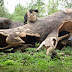 taman_safari-indonesia-15.JPG, taman safari - indonesia, Born Free