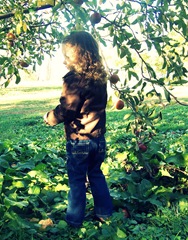 apples1