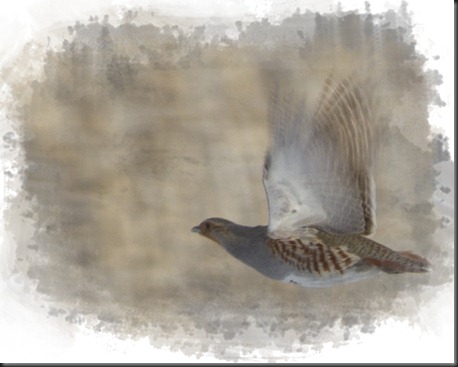 Flying Partridge