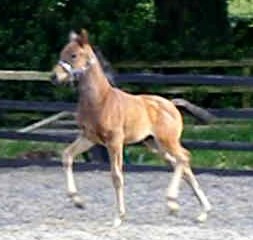 horse picture