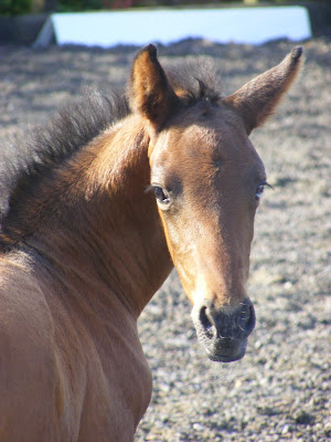 horse picture