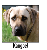 Kangoel