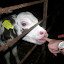 Four day old calf!