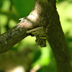 casemoth (case)