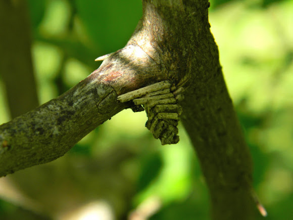 Spotting Image 1