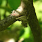 casemoth (case)