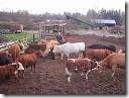 cows cows