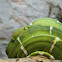 Boa esmeralda - Emerald tree boa