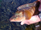 Ballan Wrasse