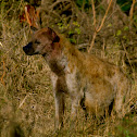 Spotted hyaena